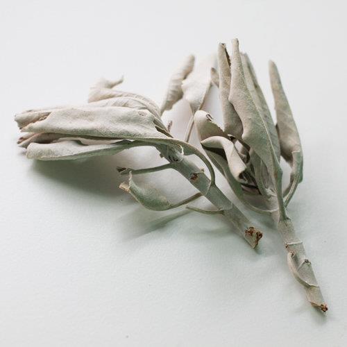 White Sage 白色鼠尾草(枝葉) 20g散裝 / USDA