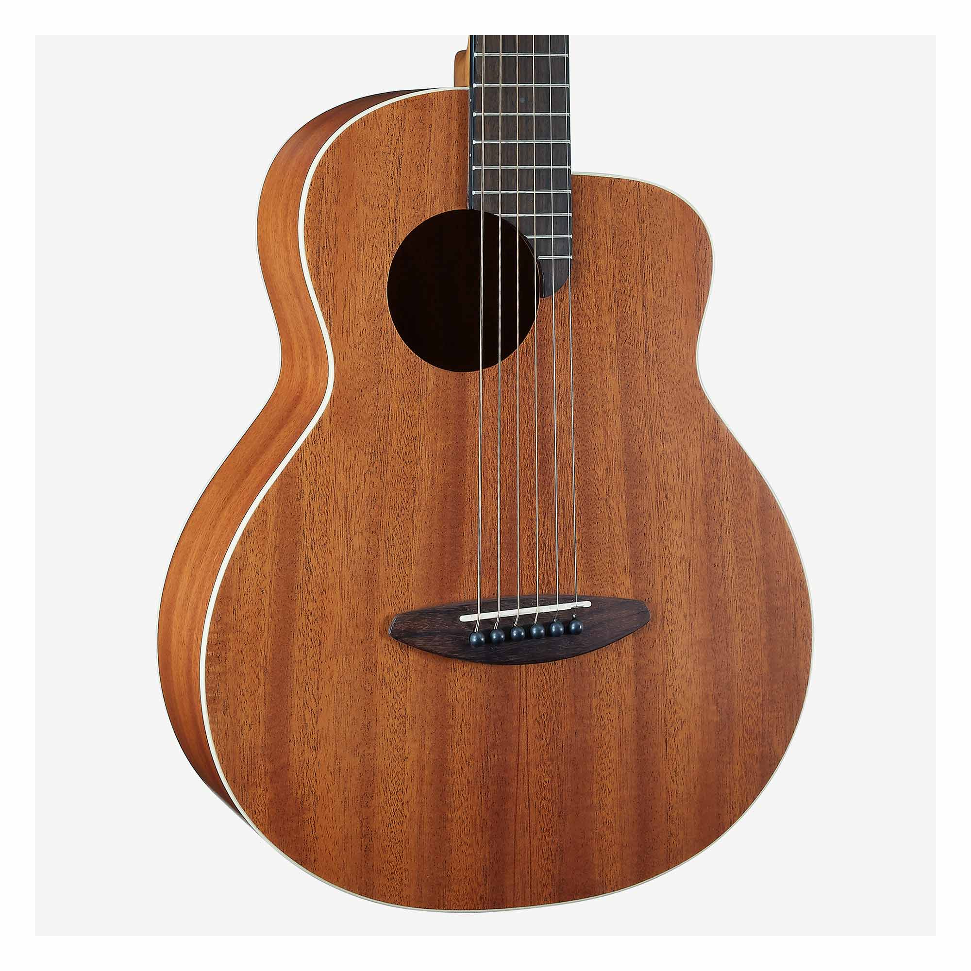 ニューメガクラウン 9.0cm± 繁殖経験有り 雌個体(抱卵中？)