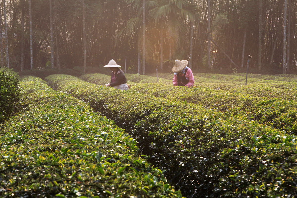 甘樂碧螺春茶糖 | 改變生命的豆漿店 碧螺春茶葉歷經極細研磨,將滿滿茶香融入糖果之中,無添加色素以及香料,精心製定糖果一顆入口,讓您感受碧螺春茶香回甘並且環繞味蕾的豐富層次 | 改變生命的豆漿店