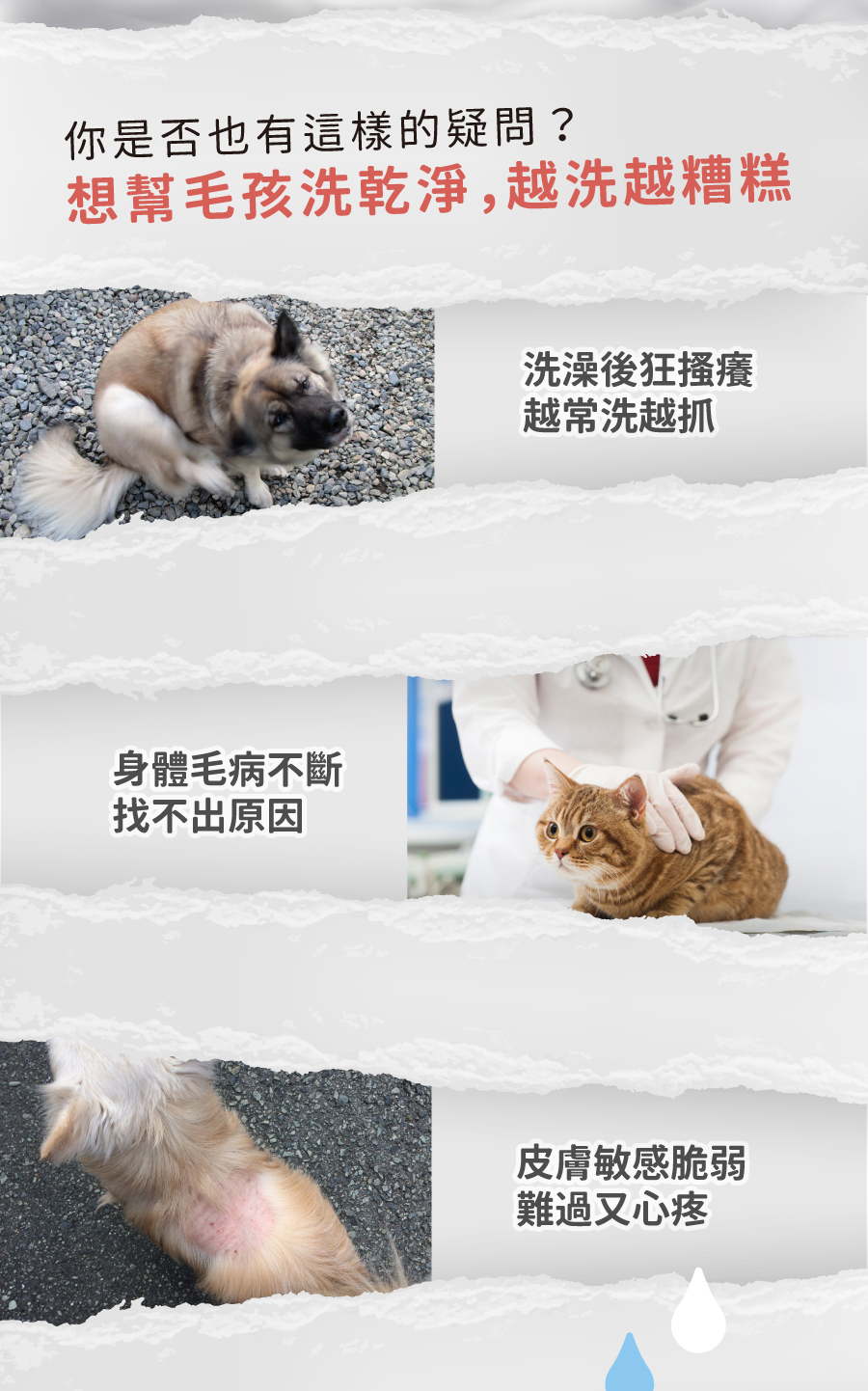 <p style="font-weight: 400">無香除臭 / 深層潔淨 / 低敏配方 / 護膚成份</p>
<p style="font-weight: 400">
<p style="font-weight: 400"><b><strong>產品特色</strong></b></p>
<p style="font-weight: 400"><b><strong>不添加香精</strong></b></p>
<p style="font-weight: 400">不刺激寵物嗅覺</p>
<p style="font-weight: 400"><b><strong>添加柿子萃取物</strong></b></p>
<p style="font-weight: 400">延長除臭時間</p>
<p style="font-weight: 400"><b><strong>低敏配方</strong></b></p>
<p style="font-weight: 400">增加除臭功效</p>
<p style="font-weight: 400"><b><strong>護膚成份</strong></b></p>
<p style="font-weight: 400">保護主人白皙雙手</p>
<p style="font-weight: 400">
<p style="font-weight: 400"><b><strong>使用方法</strong></b></p>
<ol>
<li style="font-weight: 400">以水將毛髮徹底打濕</li>
<li style="font-weight: 400">將洗毛液輕輕搓揉至產生泡沫</li>
</ol>
<p style="font-weight: 400">注意：為了降低過敏發生，我們減少了起泡劑的使用</p>
<p><span style="font-weight: 400">3. 洗淨後擦乾或吹乾</span></p>