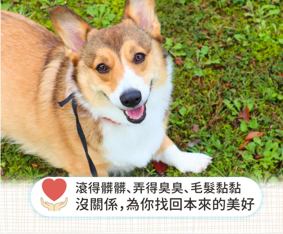 <p style="font-weight: 400">無香除臭 / 深層潔淨 / 低敏配方 / 護膚成份</p>
<p style="font-weight: 400">
<p style="font-weight: 400"><b><strong>產品特色</strong></b></p>
<p style="font-weight: 400"><b><strong>不添加香精</strong></b></p>
<p style="font-weight: 400">不刺激寵物嗅覺</p>
<p style="font-weight: 400"><b><strong>添加柿子萃取物</strong></b></p>
<p style="font-weight: 400">延長除臭時間</p>
<p style="font-weight: 400"><b><strong>低敏配方</strong></b></p>
<p style="font-weight: 400">增加除臭功效</p>
<p style="font-weight: 400"><b><strong>護膚成份</strong></b></p>
<p style="font-weight: 400">保護主人白皙雙手</p>
<p style="font-weight: 400">
<p style="font-weight: 400"><b><strong>使用方法</strong></b></p>
<ol>
<li style="font-weight: 400">以水將毛髮徹底打濕</li>
<li style="font-weight: 400">將洗毛液輕輕搓揉至產生泡沫</li>
</ol>
<p style="font-weight: 400">注意：為了降低過敏發生，我們減少了起泡劑的使用</p>
<p><span style="font-weight: 400">3. 洗淨後擦乾或吹乾</span></p>