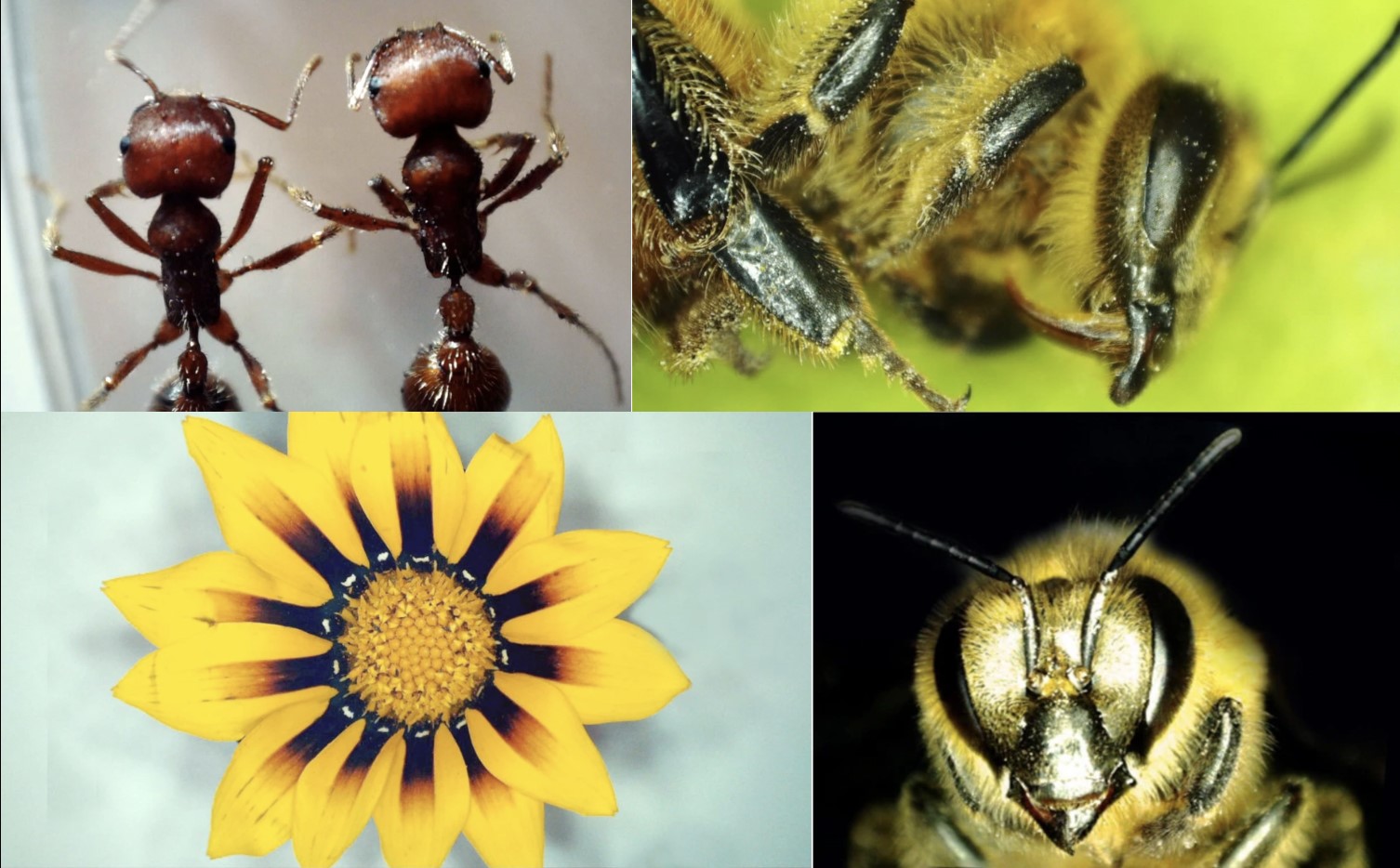 無段亮度調節節能LED柔光技術,使您的標本清晰明亮,更接近自然成像,更呵護您的眼睛。旋轉調節亮度MICRM& M&T OPTICS CO.,LTD上宸光學M&T OPTICS