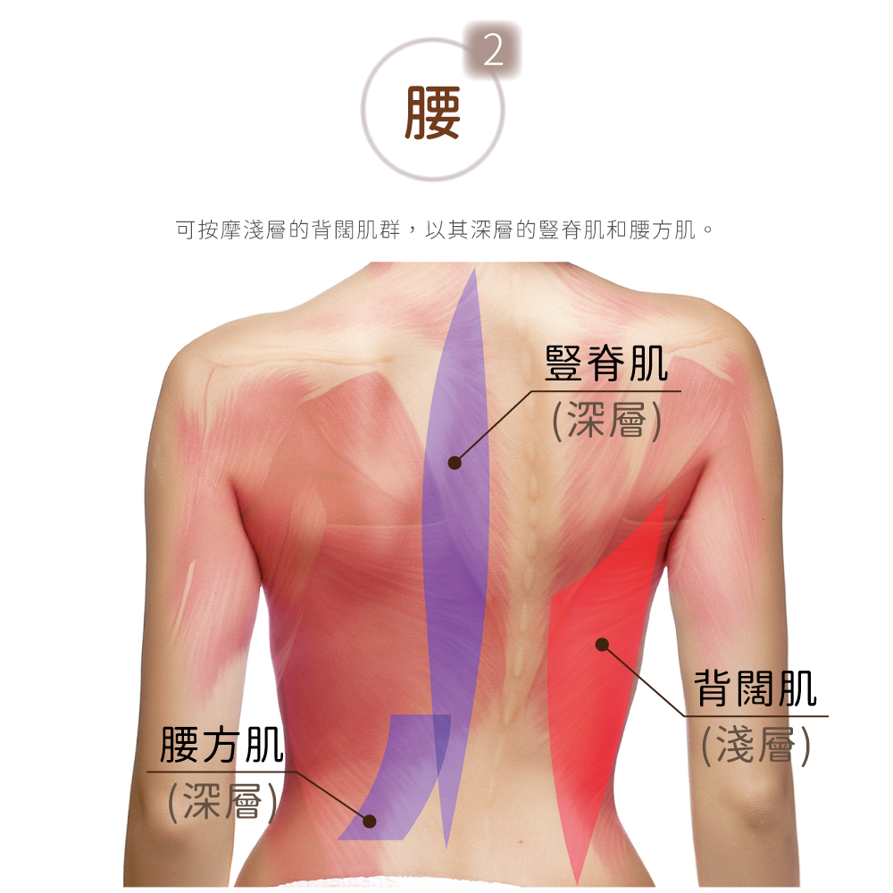 腰2可按摩淺層的背闊肌群,以其深層的豎脊肌和腰方肌。豎脊肌(深層腰方肌(深層)背闊肌(淺層)