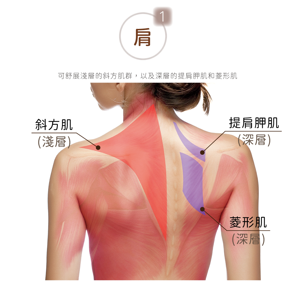 肩1可舒展淺層的斜方肌群,以及深層的提肩胛肌和菱形肌斜方肌(淺層)提肩胛肌(深層)菱形肌(深層)
