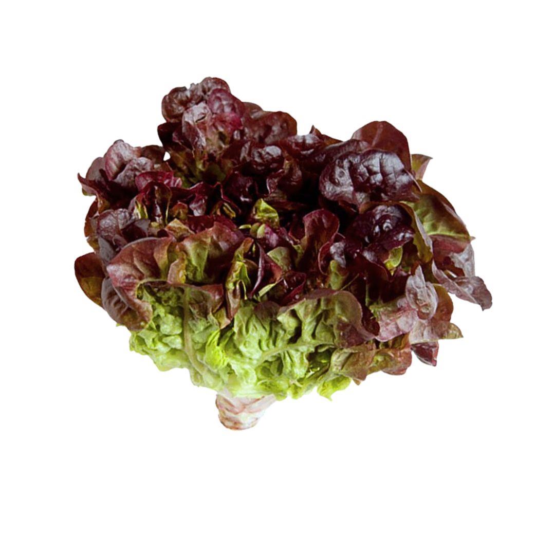 台灣履歷紅橡木萵苣80g (鮮時配)