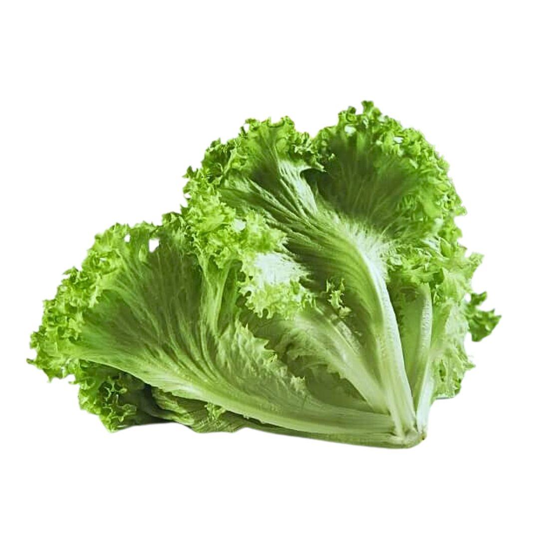 台灣履歷綠橡木萵苣90g (鮮時配)