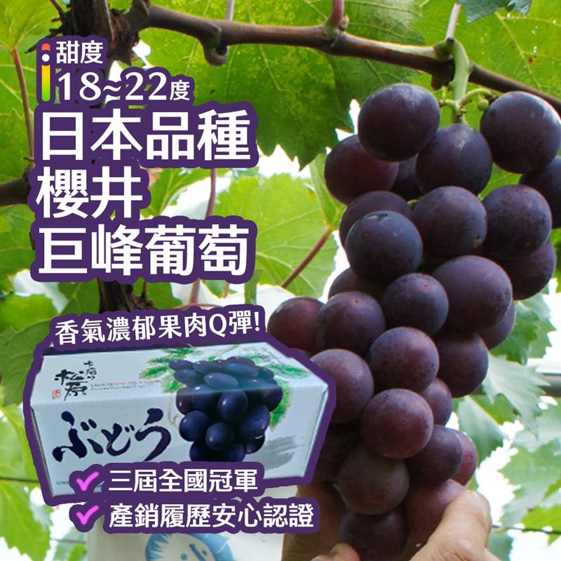 【宅配-鄰鄉良食】(免)三屆全國冠軍巨峰葡萄(1.5kg/3串/盒)