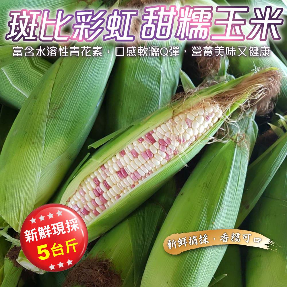 【廚鮮王-宅配】(免)5斤斑比彩虹甜糯玉米(5斤±10%/箱(含箱重))