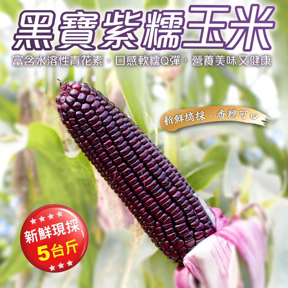 【廚鮮王-宅配】(免)5斤黑寶紫糯米玉米(5斤±10%/箱(含箱重))