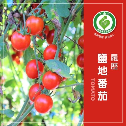 【冷藏店取-福和】(免)履歷鹽地番茄(800gx1)