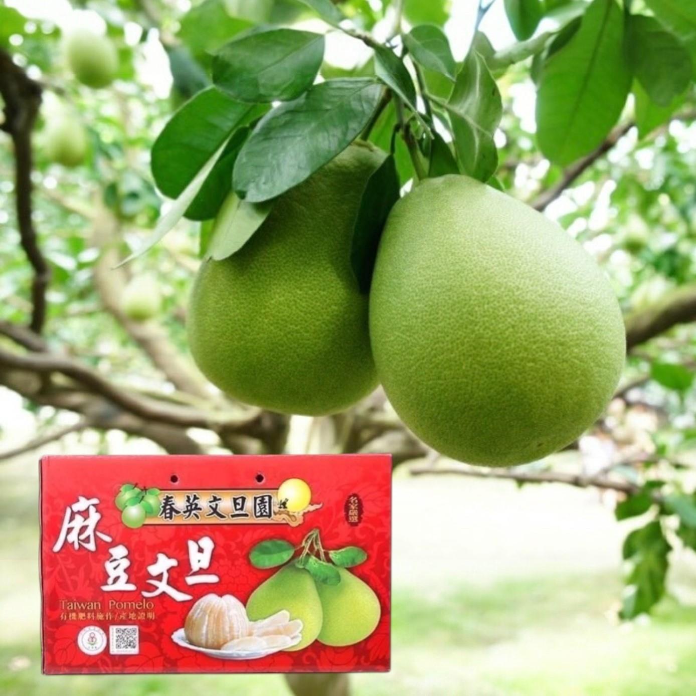 114/09/15起陸續出貨【春英文旦園-宅配】40年麻豆老欉文旦(10斤/約9-11粒/箱)