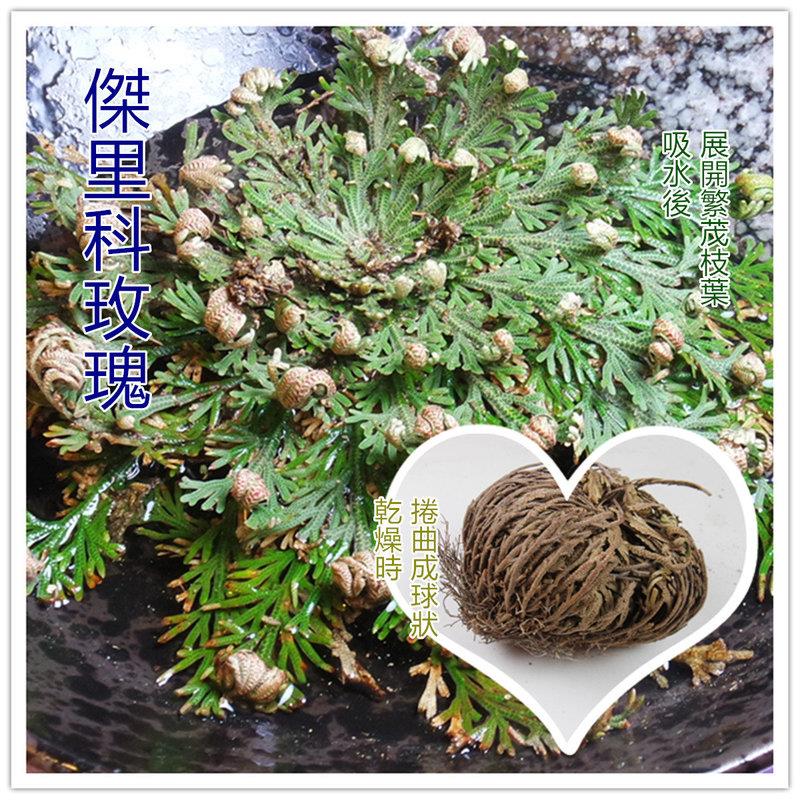 傑里科玫瑰（大）（復活花）＊愛情魔法＋金錢魔法＊