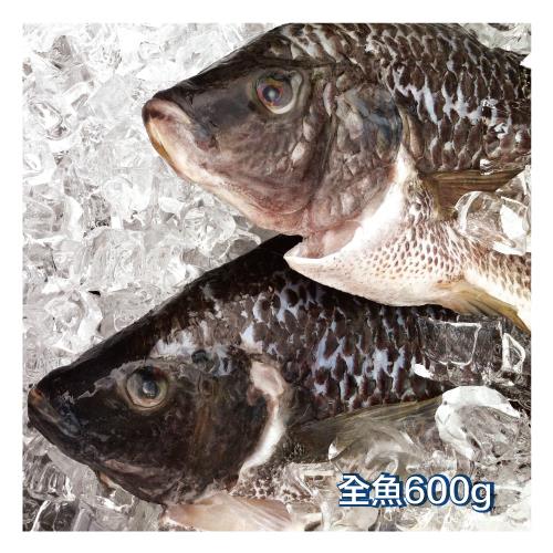 活力鯛(全魚)600g