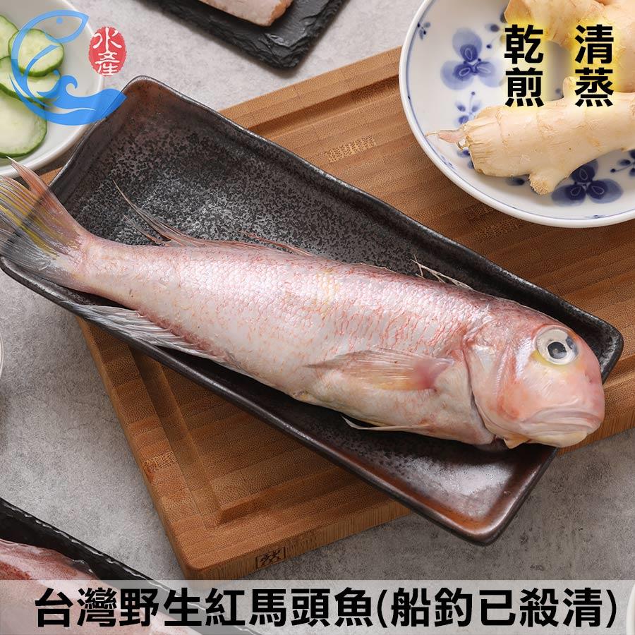 臺灣野生紅馬頭魚(船釣已殺清) 160g 200g 280g 300g±10%/包