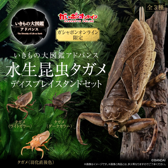(預購)BANDAI 扭蛋 生物大圖鑑 水生昆蟲桂花負蝽 附展示支架 全3種 一中盒3入販售_0