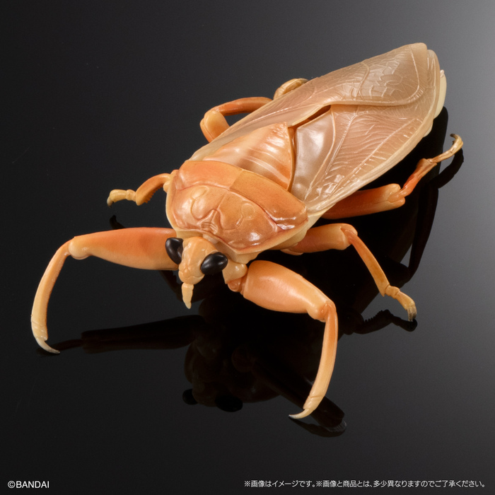 (預購)BANDAI 扭蛋 生物大圖鑑 水生昆蟲桂花負蝽 附展示支架 全3種 一中盒3入販售_1