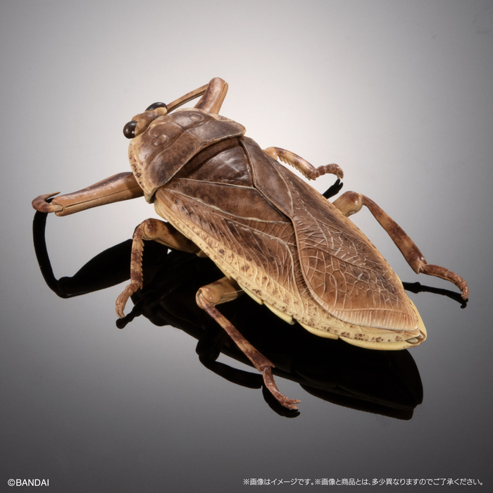 (預購)BANDAI 扭蛋 生物大圖鑑 水生昆蟲桂花負蝽 附展示支架 全3種 一中盒3入販售_6