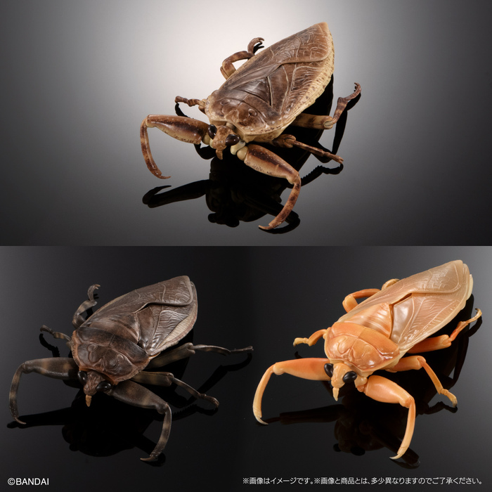 (預購)BANDAI 扭蛋 生物大圖鑑 水生昆蟲桂花負蝽 附展示支架 全3種 一中盒3入販售_7