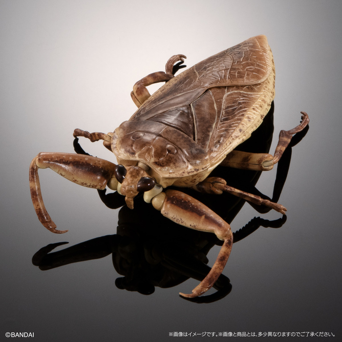 (預購)BANDAI 扭蛋 生物大圖鑑 水生昆蟲桂花負蝽 附展示支架 全3種 一中盒3入販售_8