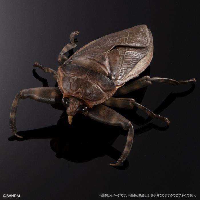 (預購)BANDAI 扭蛋 生物大圖鑑 水生昆蟲桂花負蝽 附展示支架 全3種 一中盒3入販售_9
