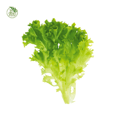 《JB》碗裝荷蘭生菜沙拉組(精緻型3入)_6