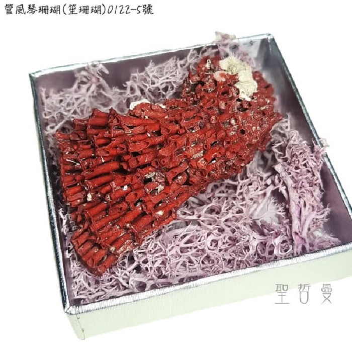 管風琴珊瑚(笙珊瑚)0122-5號-天然紅珊瑚礁簇海洋礦物晶體標本_0