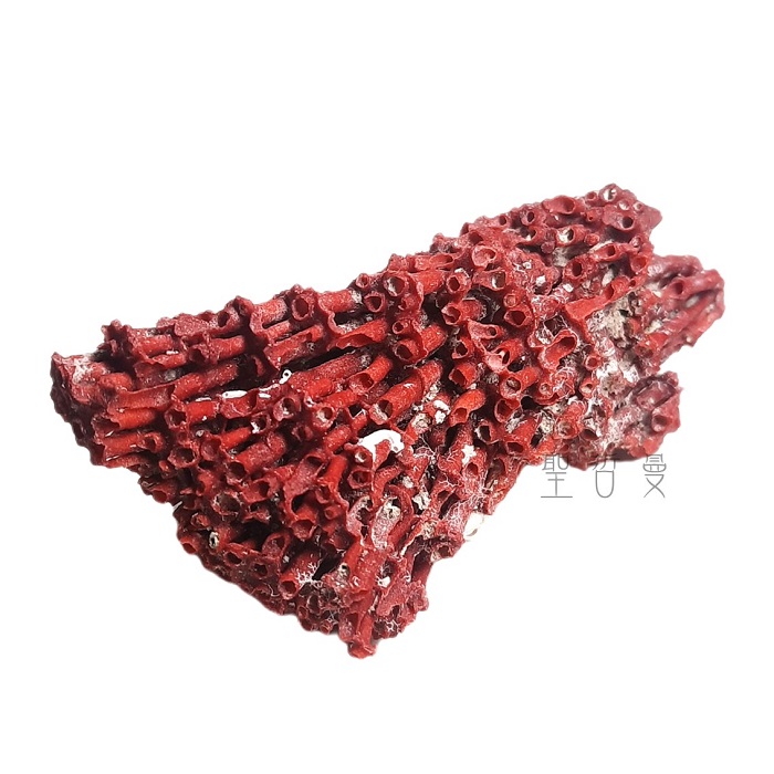 管風琴珊瑚(笙珊瑚)0122-5號-天然紅珊瑚礁簇海洋礦物晶體標本_2