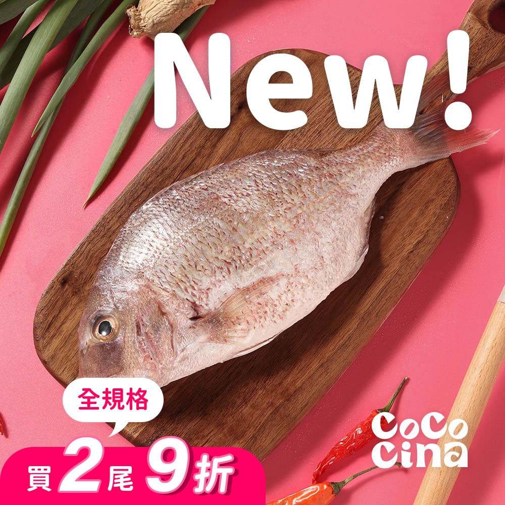 《百魚之王》開運真鯛嘉鱲魚_0