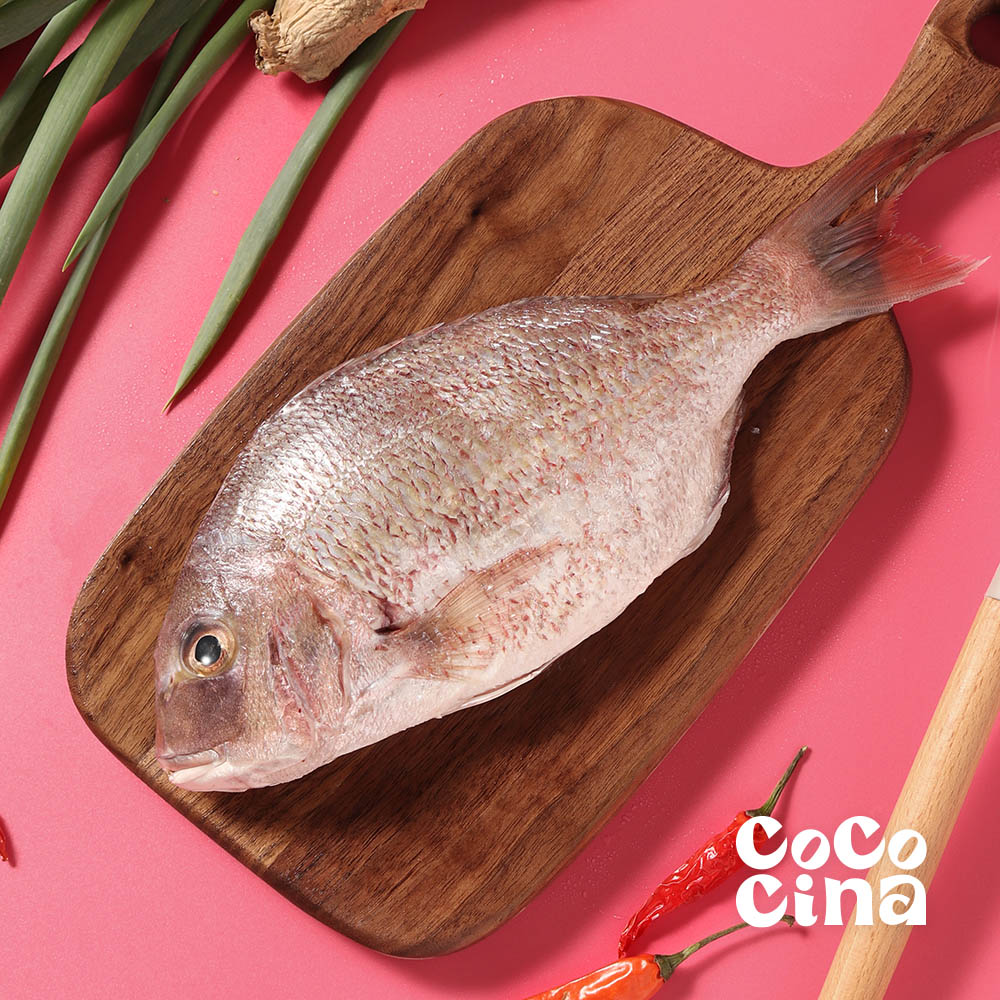 《百魚之王》開運真鯛嘉鱲魚_1