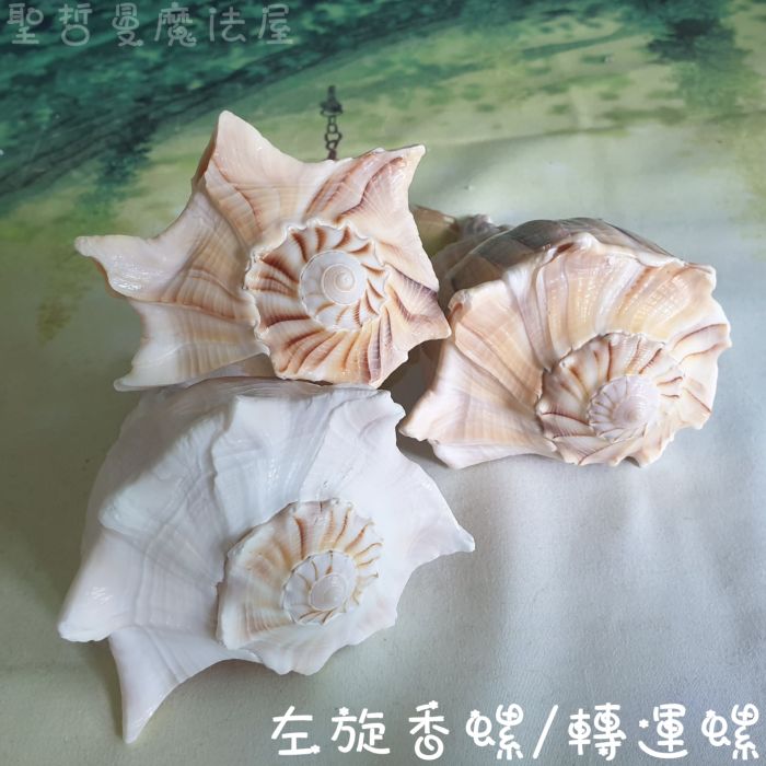 左旋香螺/轉運螺 (轉運/供佛/水元素/療癒/法器)_0