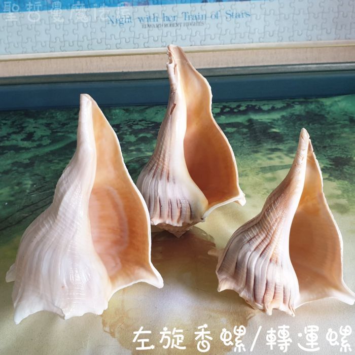 左旋香螺/轉運螺 (轉運/供佛/水元素/療癒/法器)_1