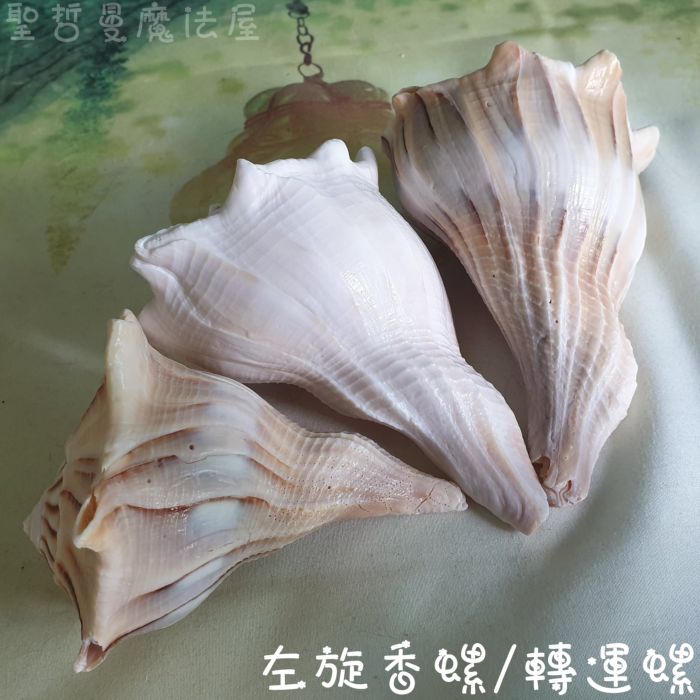 左旋香螺/轉運螺 (轉運/供佛/水元素/療癒/法器)_2