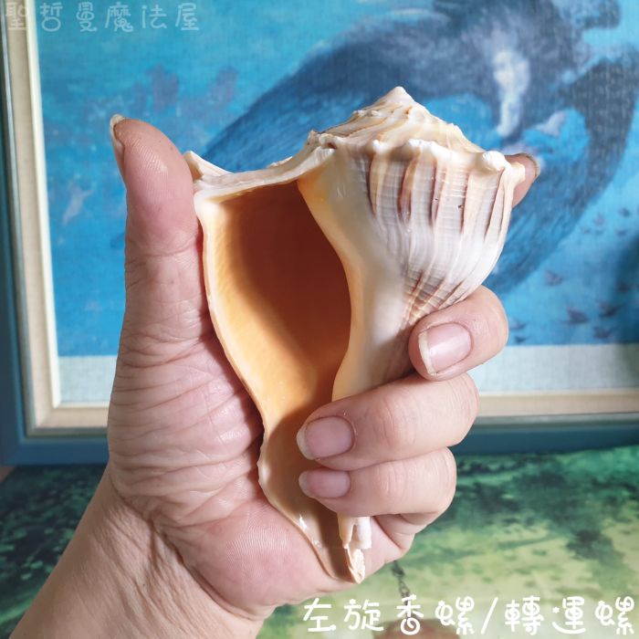 左旋香螺/轉運螺 (轉運/供佛/水元素/療癒/法器)_3