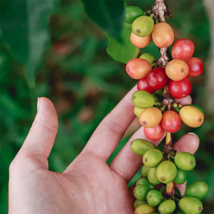 Taiwan Alishan Zou Zhou Yuan Typica Natural_3