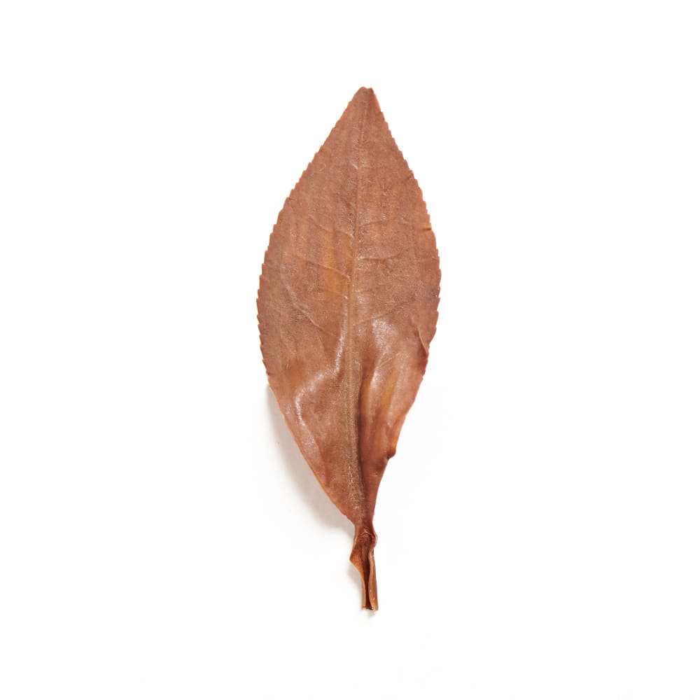 【2星茶品】茶后日月星河茶包(15入) 羽曦堂 | 頂級日月潭紅玉_2